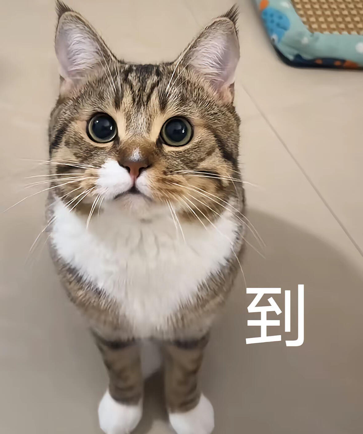 吴宣仪wxy吴宣仪演唱会 朋友们看一下这个：大家用的图要是有被折叠的，可以试试截