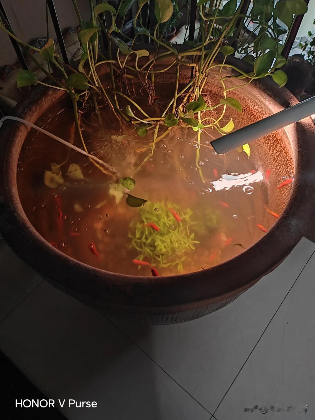 今天是周日，外面下着小雨，阴沉沉的！家里有口老水缸，用来养鱼不错，放入小鱼，一些