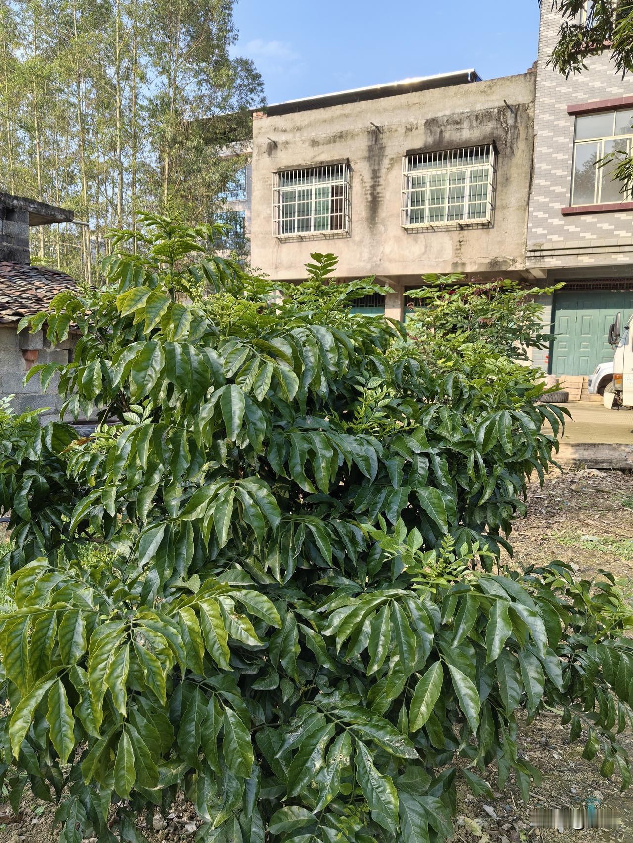 今天回老家过年了，好多年不在老家过夜了。以前有车的时候，吃完年夜饭就回城里的家了