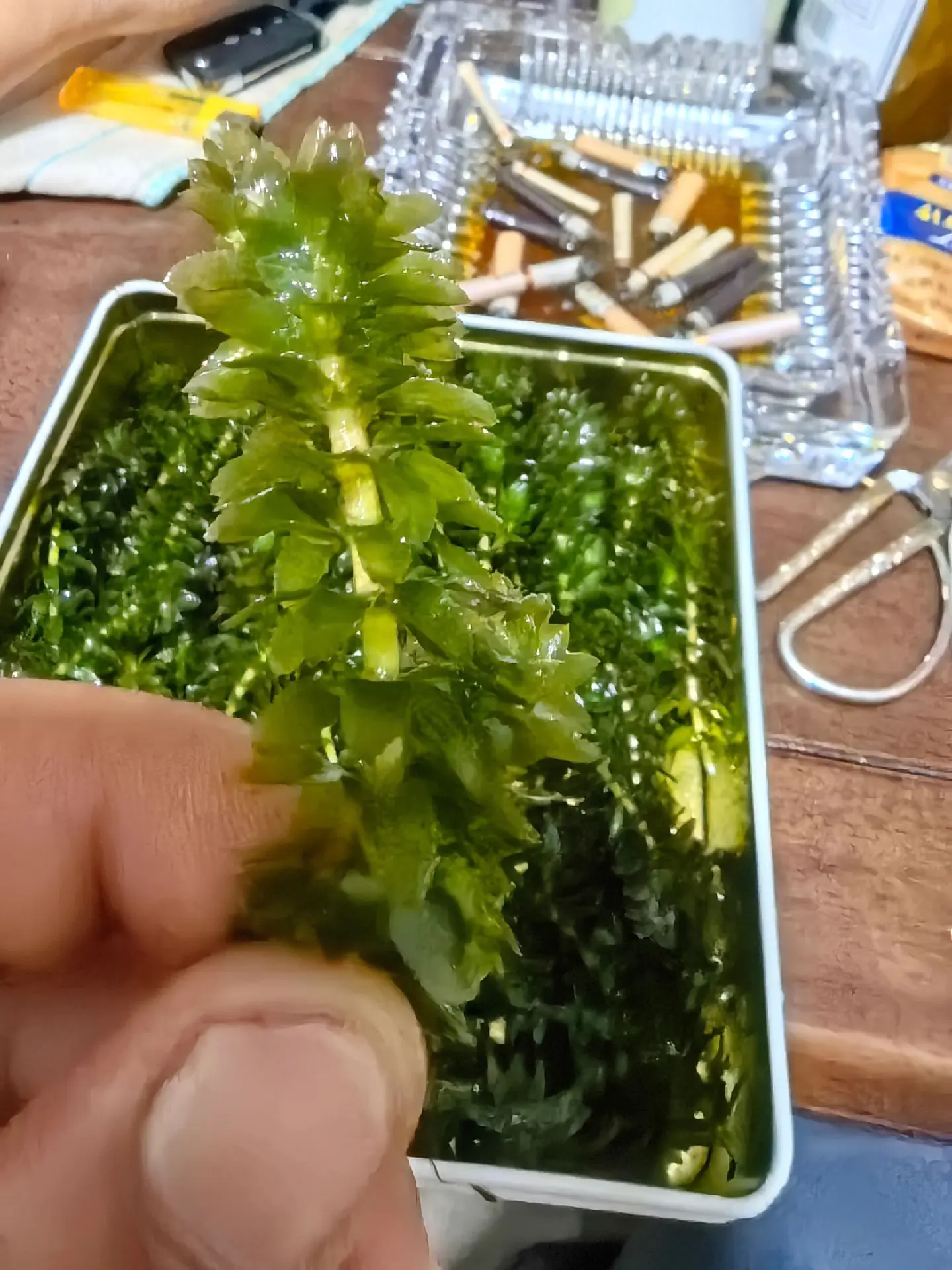 钓鱼的乐趣只有钓鱼人懂 野外垂钓 钓鱼🎣 钓鱼才是运动顶流 只有钓鱼...