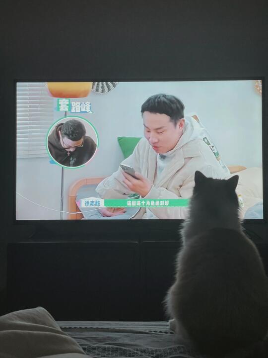 喜欢看电视 喜欢徐志胜的猫