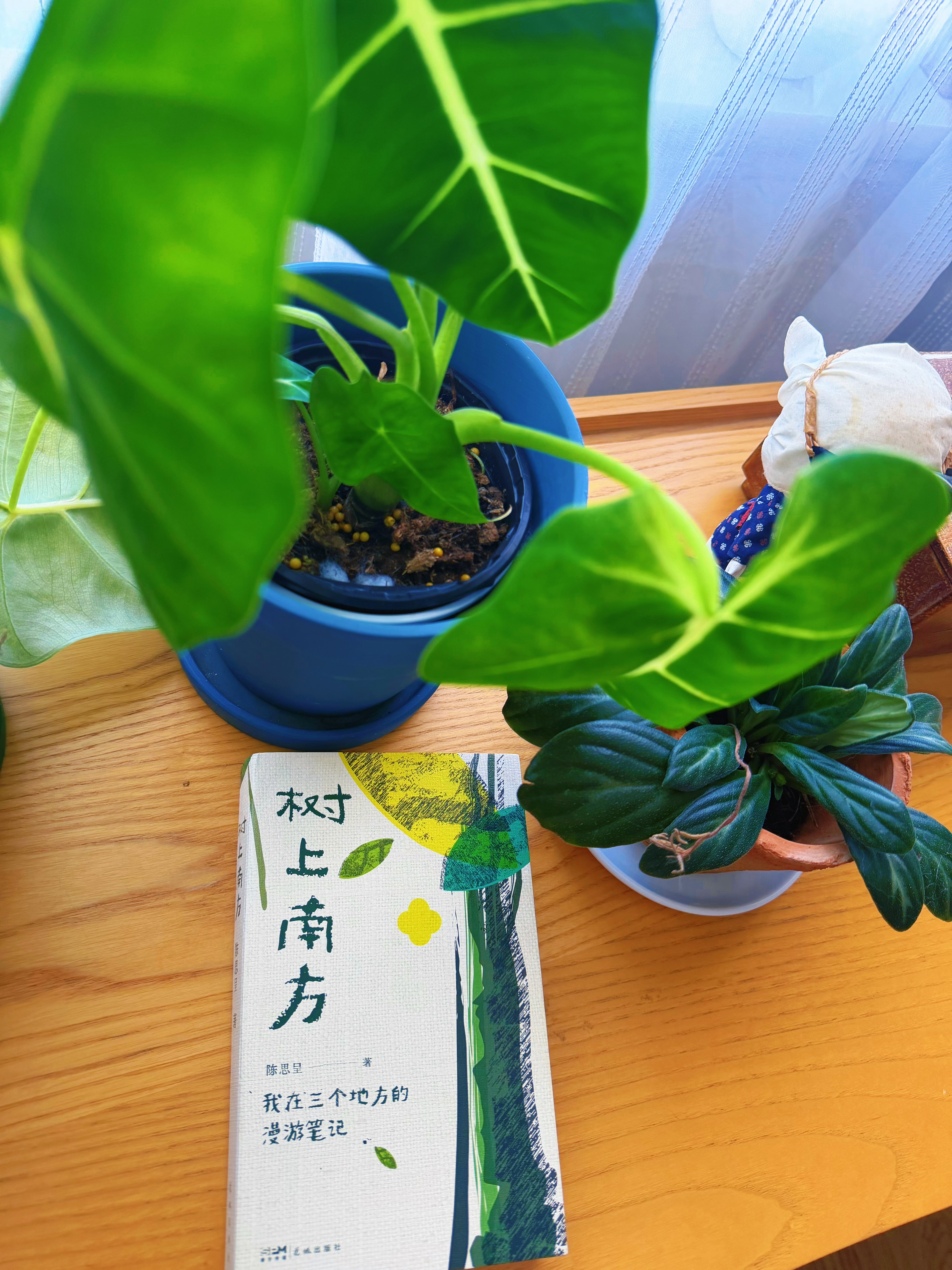 近日深爱 