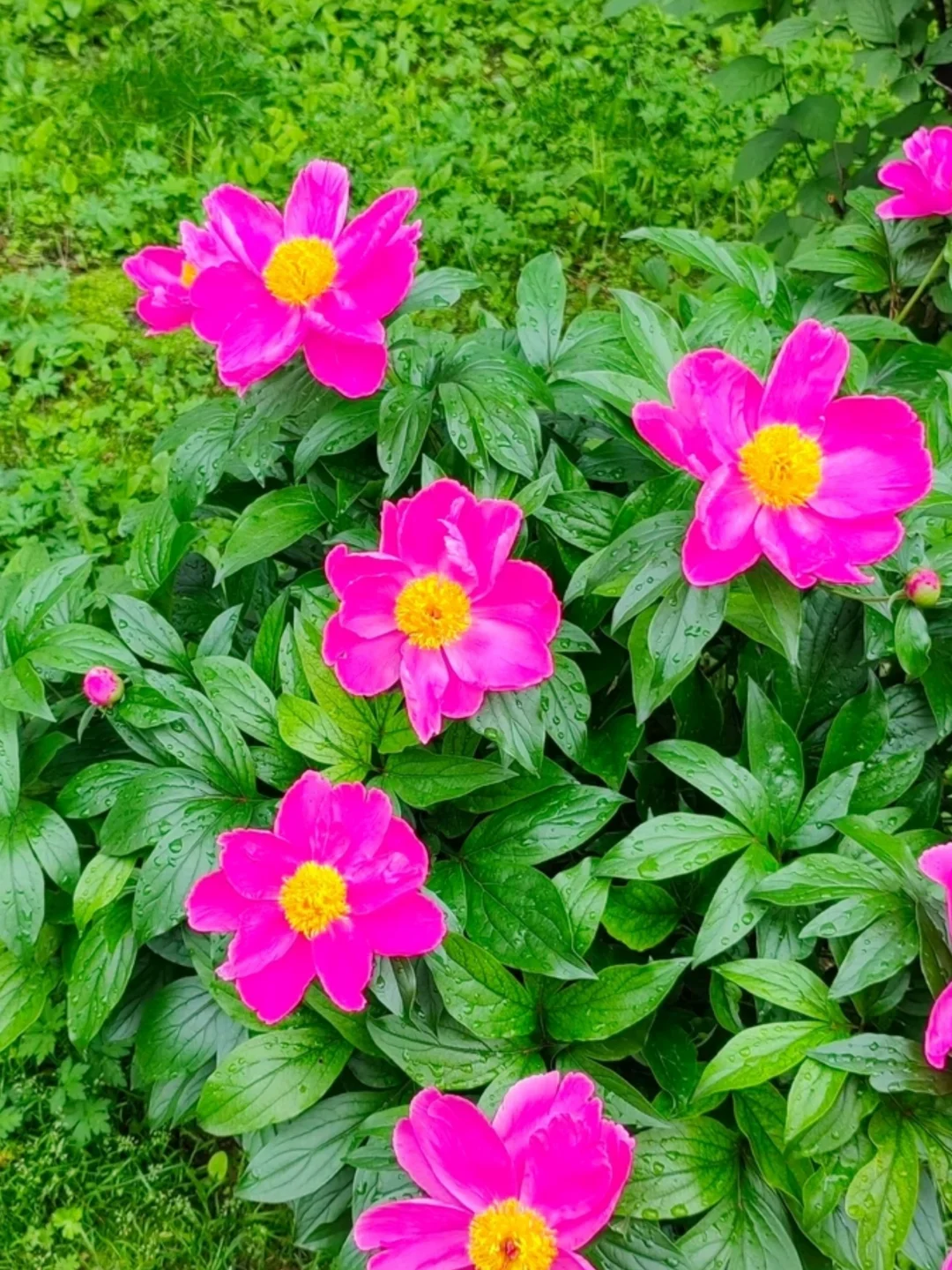 ❌粉色花儿