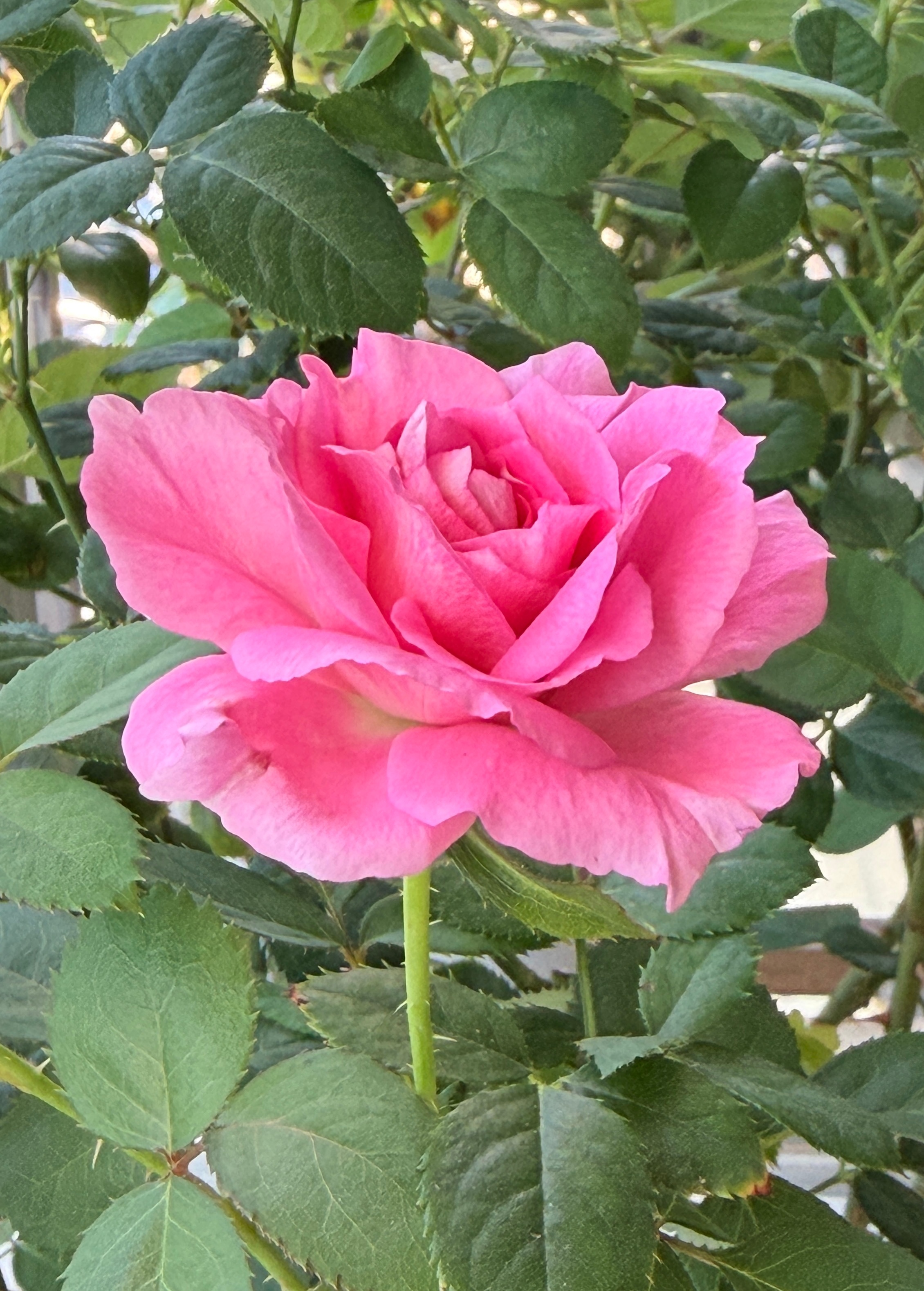 屏幕里的光，照不进现实的门 ​​​