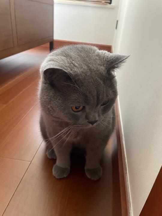 猫界委屈脸☹️非蓝猫莫属啦🥺