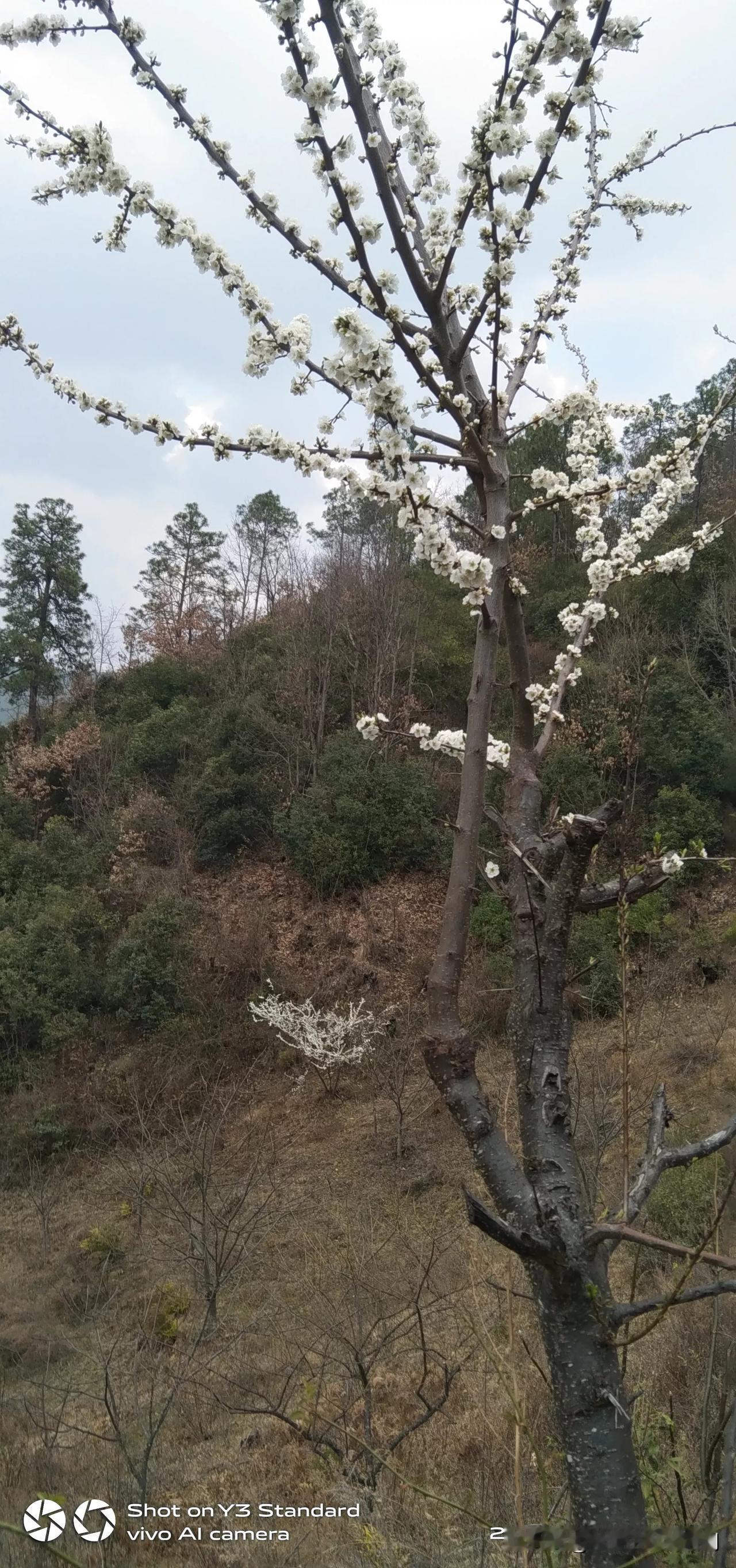 现在农村山上，到处见到果树开花了。桃花，梨花，李子花，最多的几种子。不管去到那里