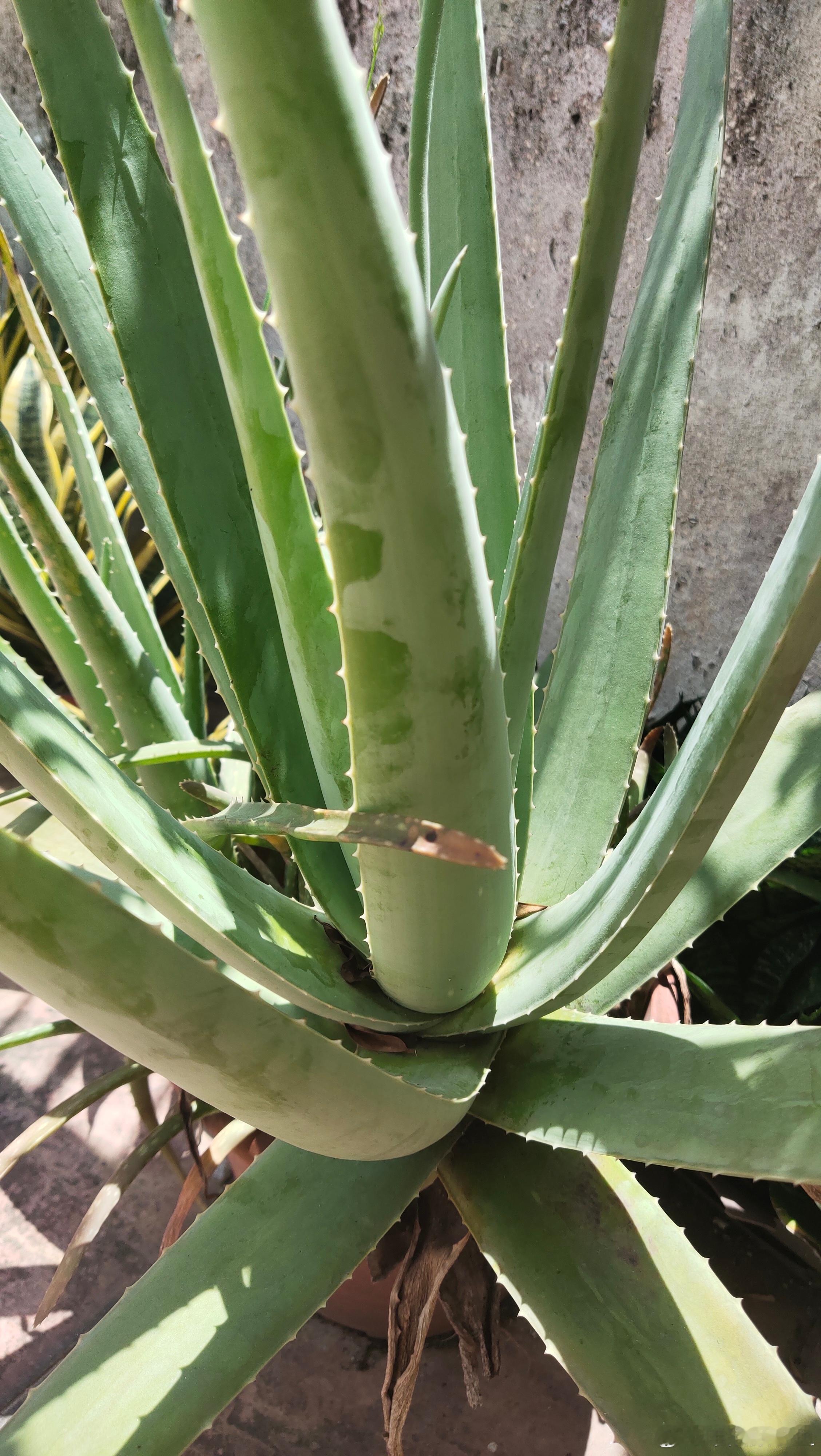 花盆要求- 底部必须带排水孔，盆底铺陶粒/碎石沥水- 盆只比根系大一圈，忌大盆种