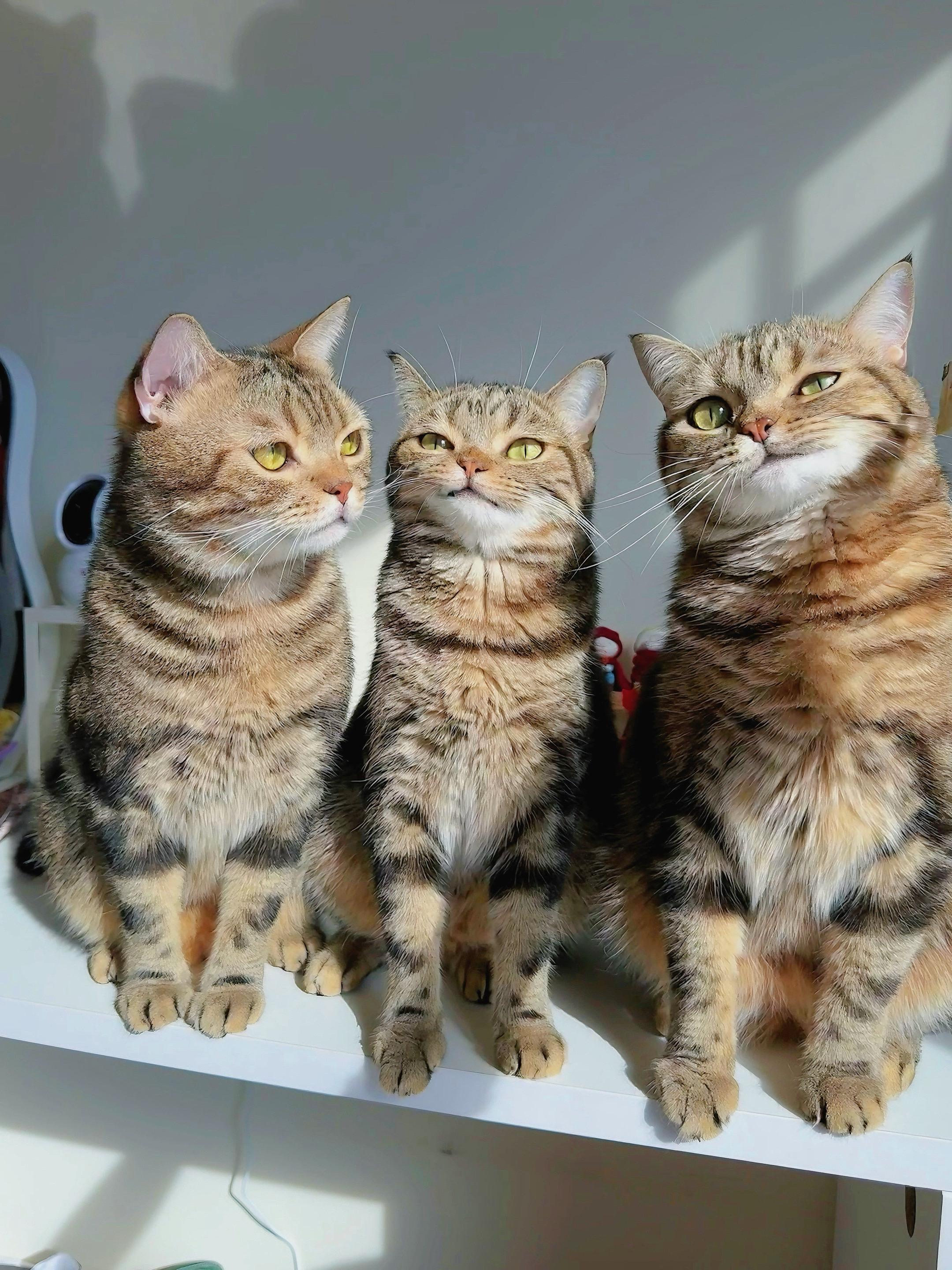 已经长大了很多。  🐱