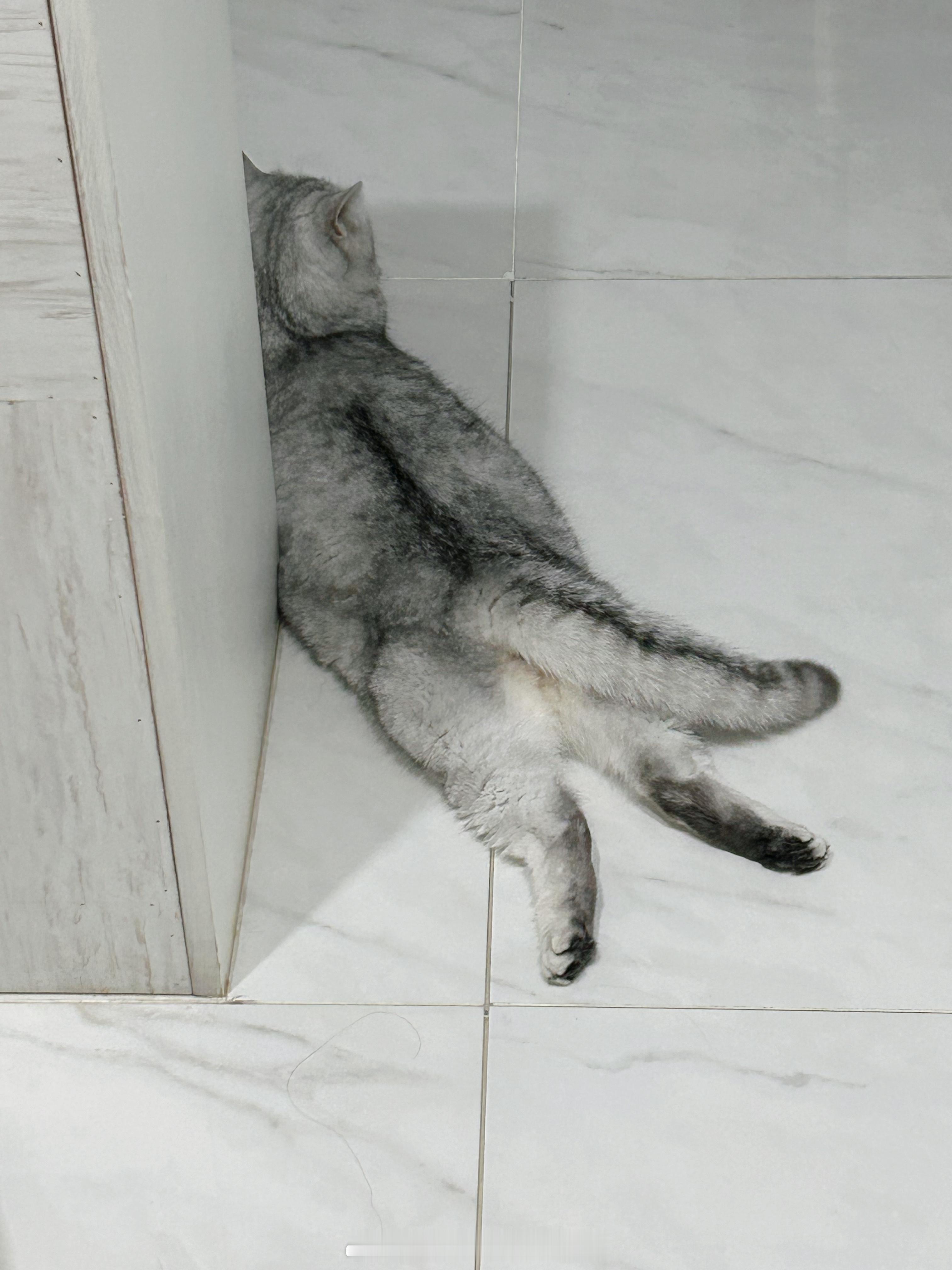 睡觉流程很规律 每天晚上我在自己房间做自己的事 糕糕在我爸妈床底下陪睡或者满屋子