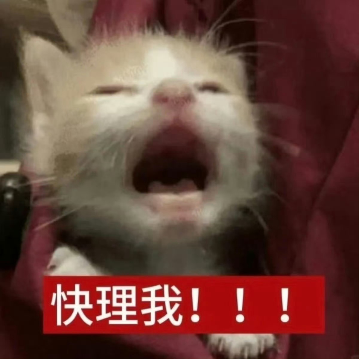 妈咪妹妹宝宝什么时候原谅微博🥺 