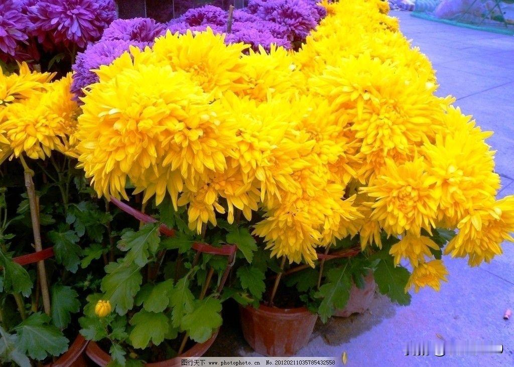 菊花之美，真的让人沉醉。它的花瓣纤细如丝，卷舒间满是慵懒雅致，层层叠叠似浪却丝毫