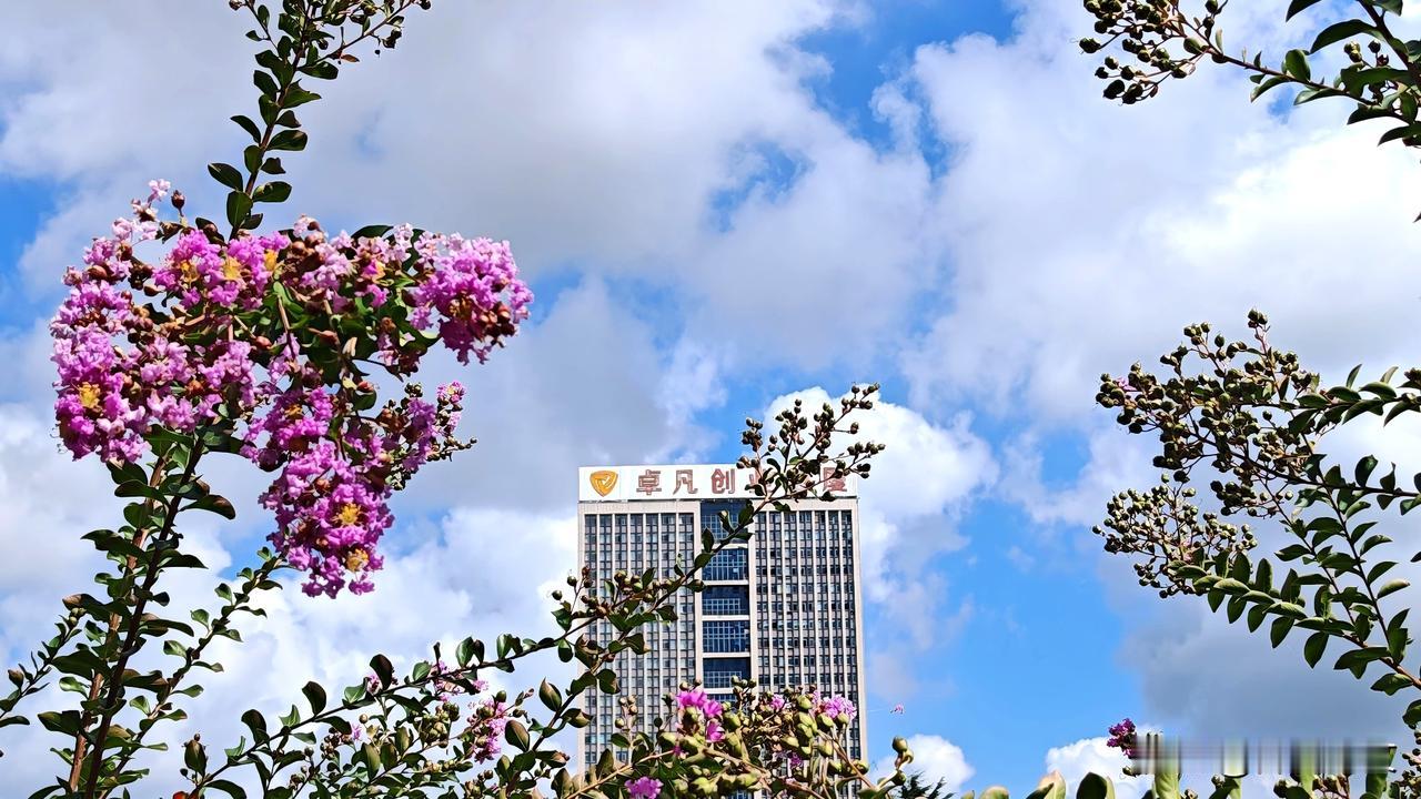《都市秋日即景》

蓝天如洗白云轻，大厦巍峨映日明。
紫薇盛放当空艳，粉蕊招摇眼