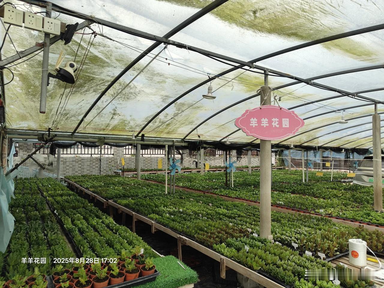 【羊羊花园】🍑店已更新库存~