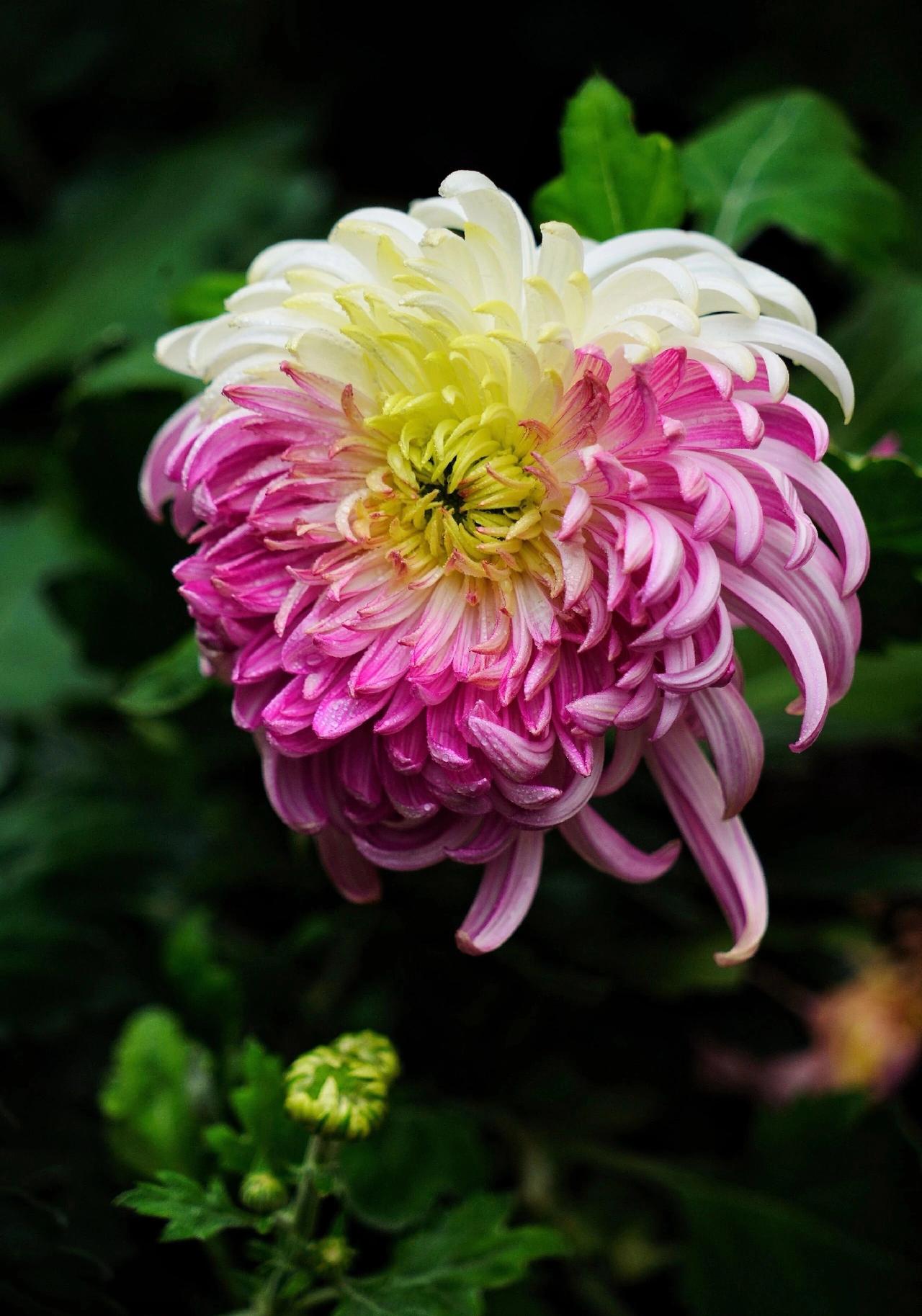 这朵复色菊宛如打翻的调色盘，粉白黄三色交织出奇妙的渐变。外层花瓣如象牙般洁白，向