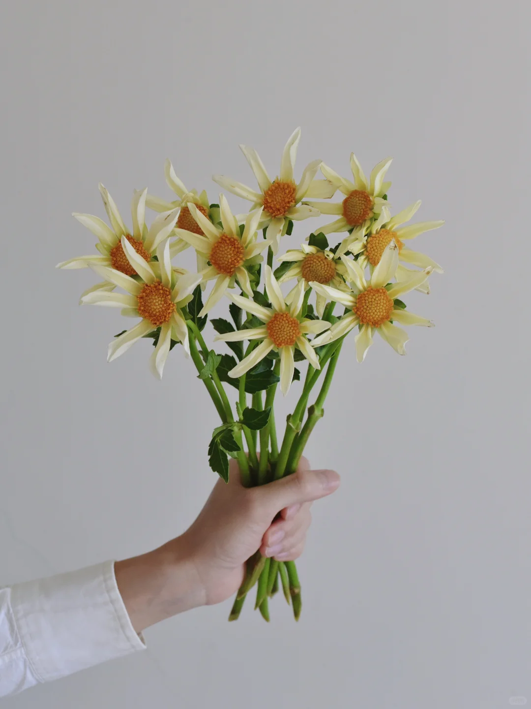 三木谷大丽花·奶油洪卡