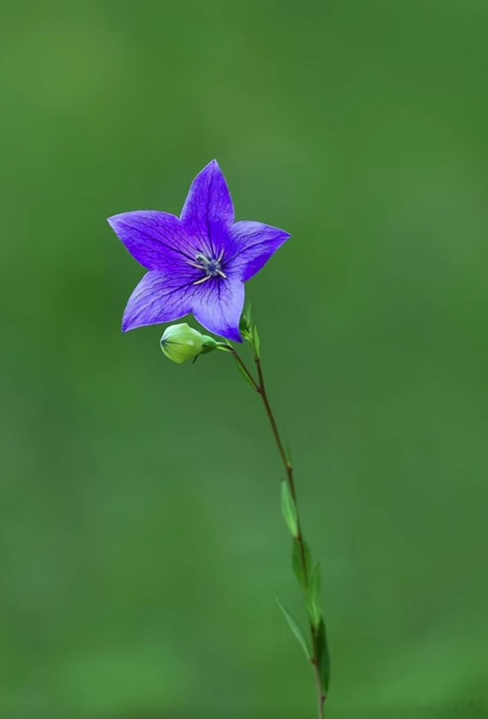 洋洋高锐*菱花一束◎站在石堆前心里……不是滋味◎她……来了吗怎么这么艳这么……鲜