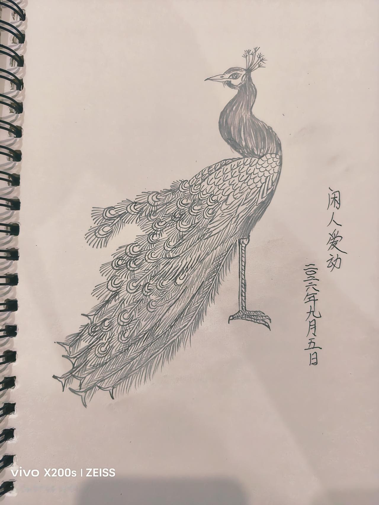 晒晒你画的画闲人爱动用铅笔画孔雀。