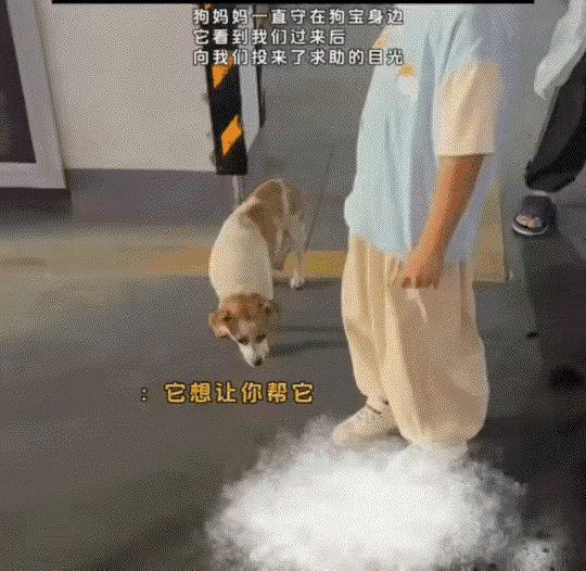 [微风]万物皆有灵！江苏，一女子在地下停车场遇到一只狗子向其求助，女子凑近一看才