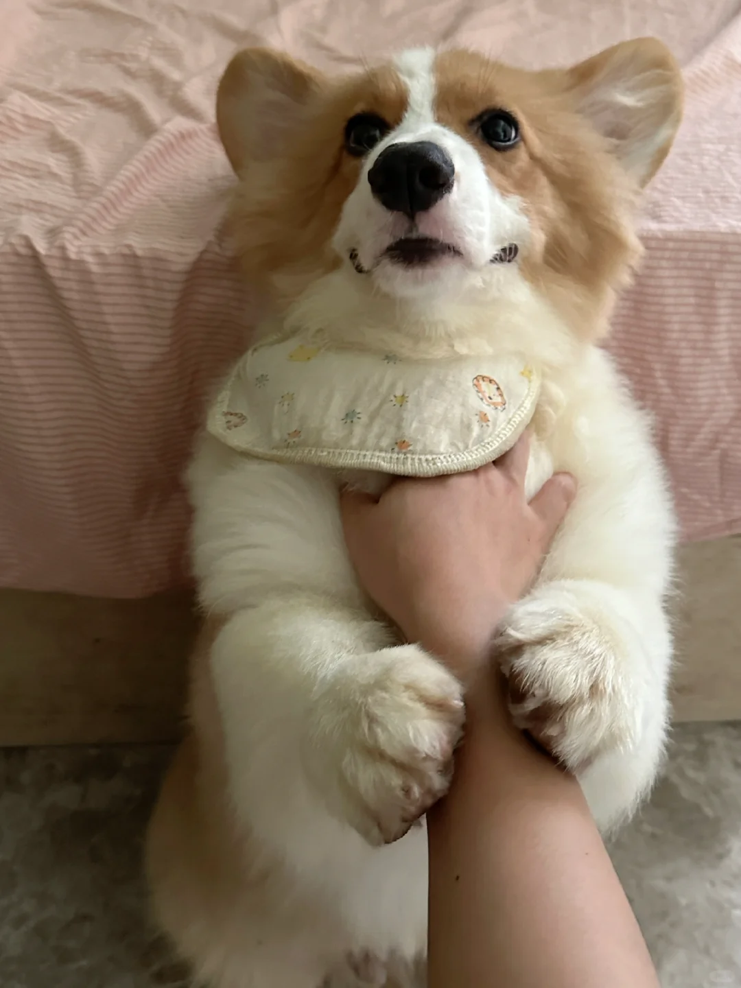 🐶：妈妈，饶了我吧