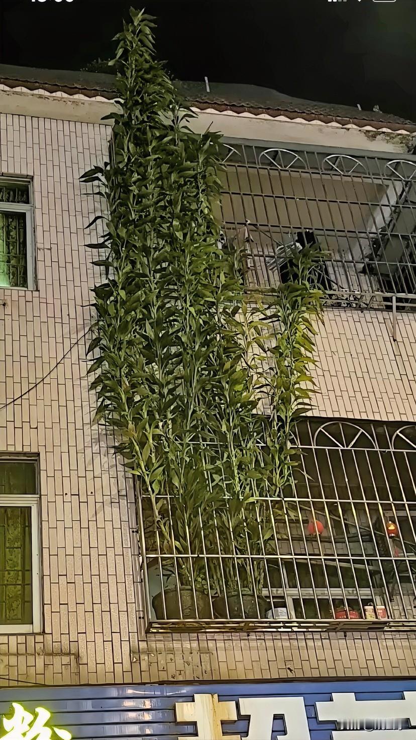 太佩服能把绿植养的这么好的人。养植物从来没有养活过，生命力多强的都不行。我就适合