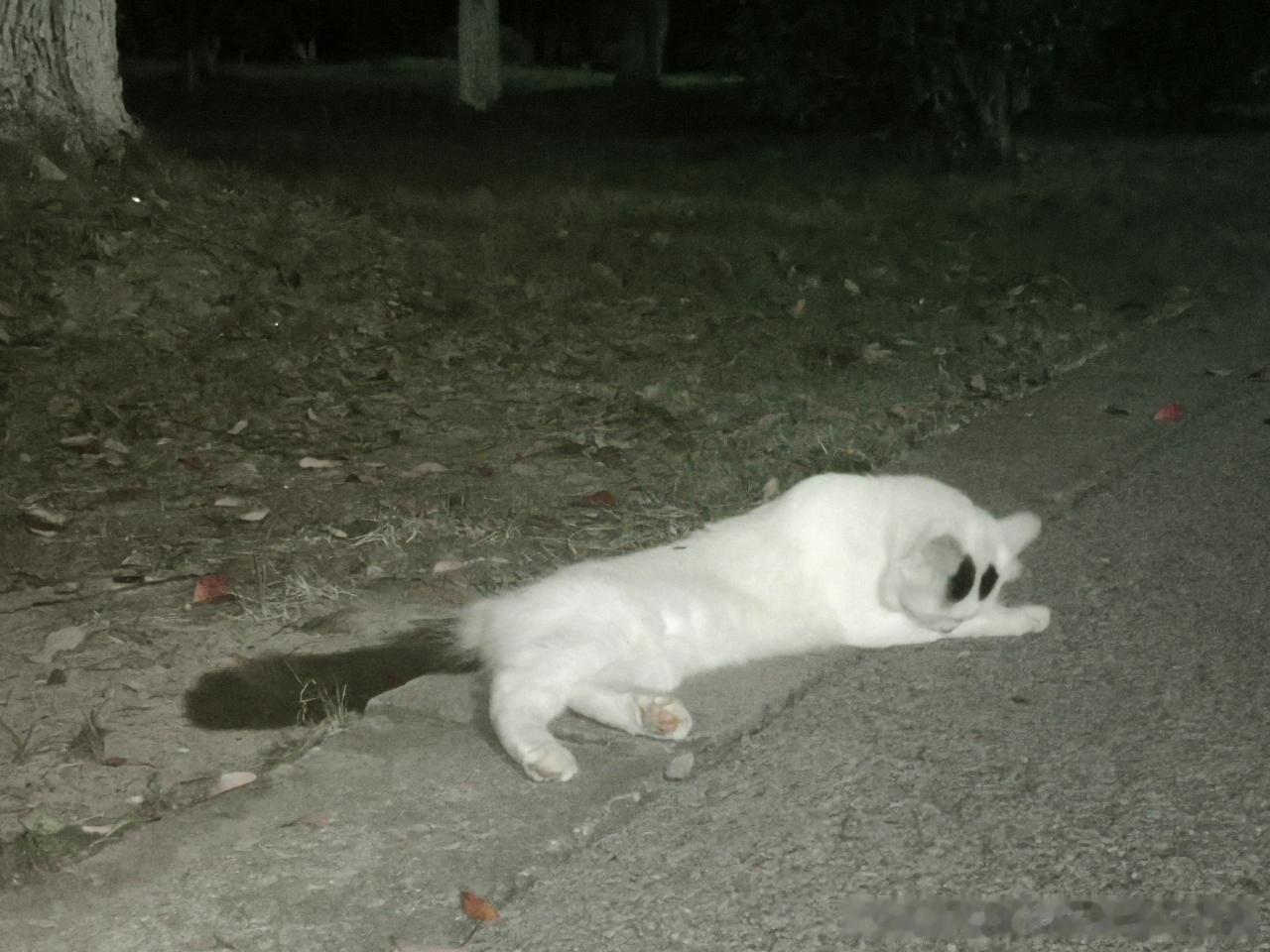 49895【丑猫】灵异板块。幽灵米有一双魁梧的眼睛 