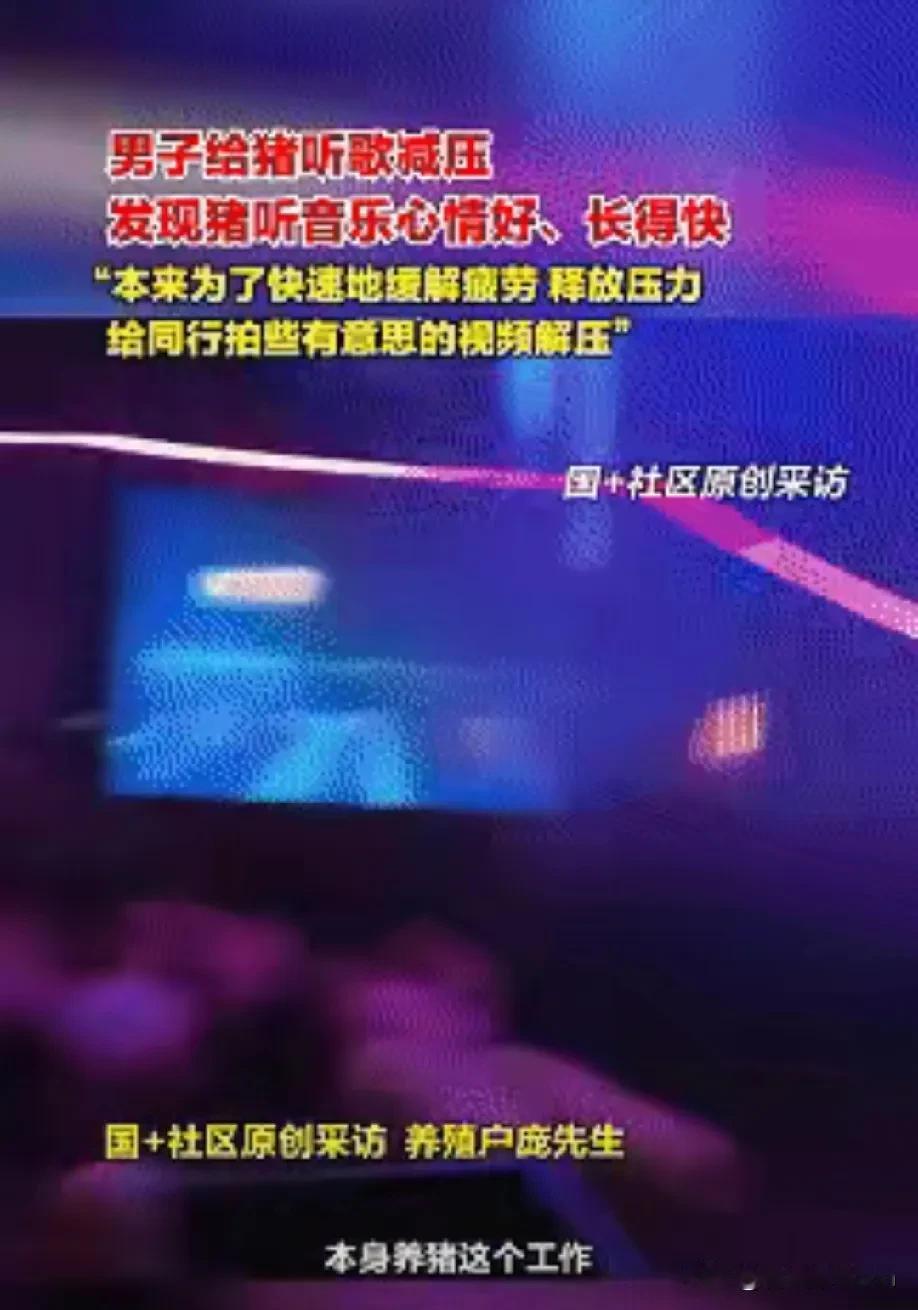 解释不清了！
近日广西桂林，男子因为养猪实在无聊，就在猪舍中安装了一套音乐设备，