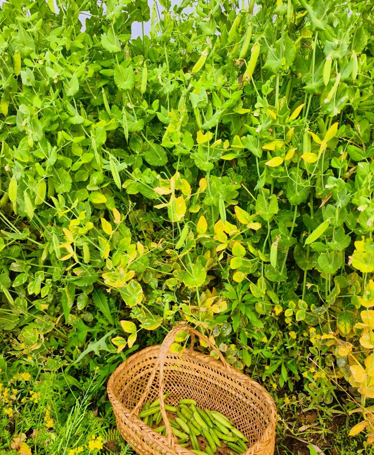 20岁时嫌弃农村，40岁时拼了命想回农村生活老家才是疲惫生活里的解药小时候拼命想