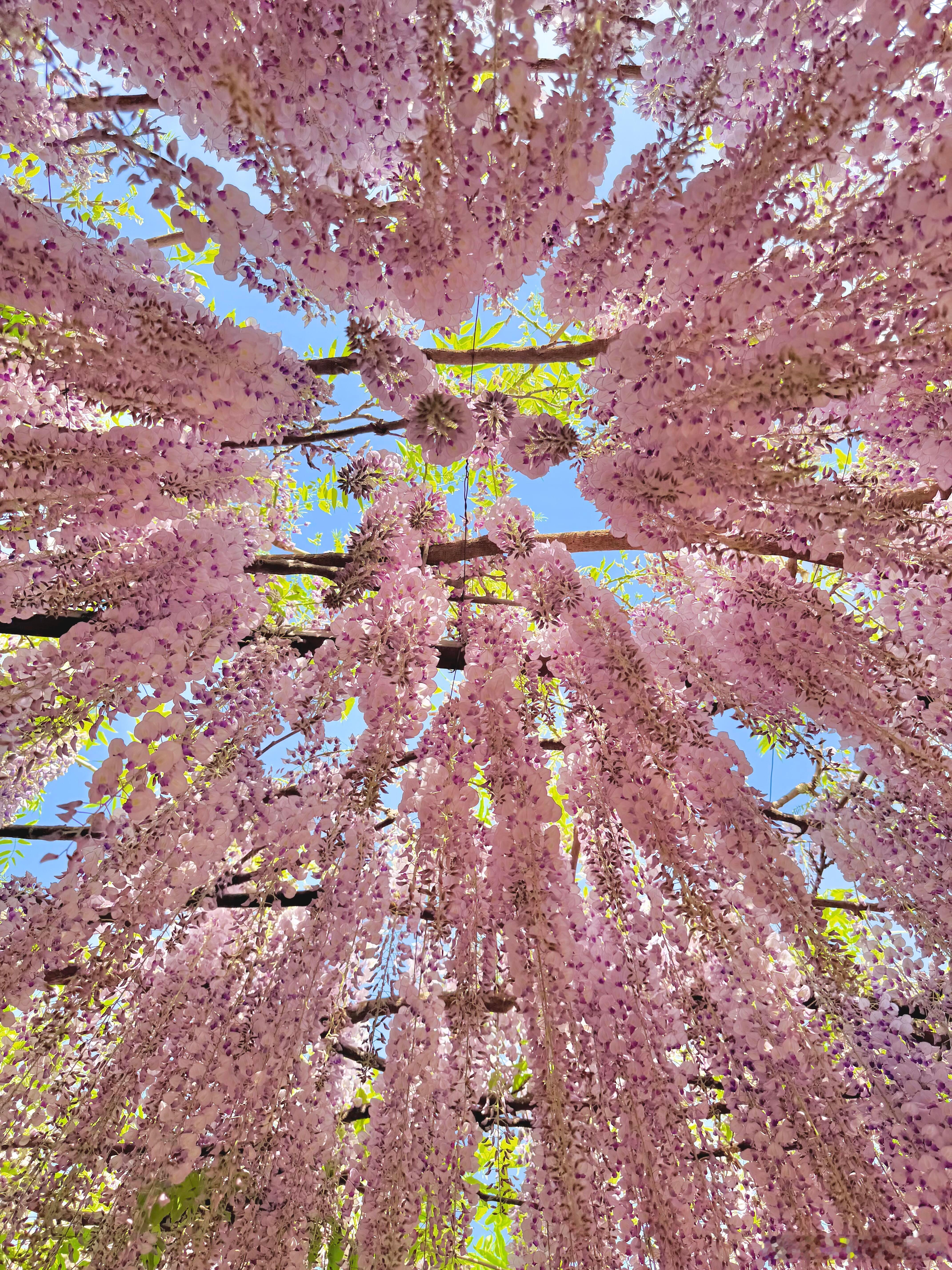 花展最全打卡指南来了北京紫藤开爆了，好漂亮啊😍像瀑布一样北京花境一步一景太美了