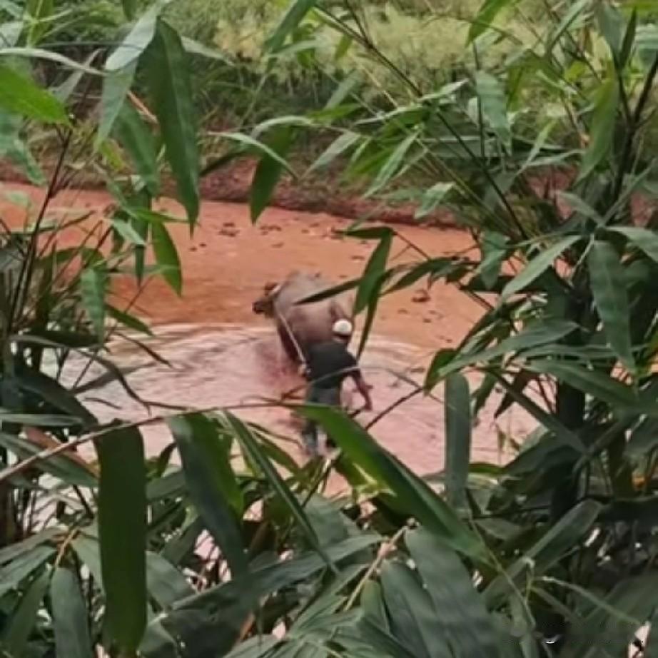 80后的我们，如果有天回老家，不知道还会不会种菜种粮食？
很多年没有看到过牛犁田