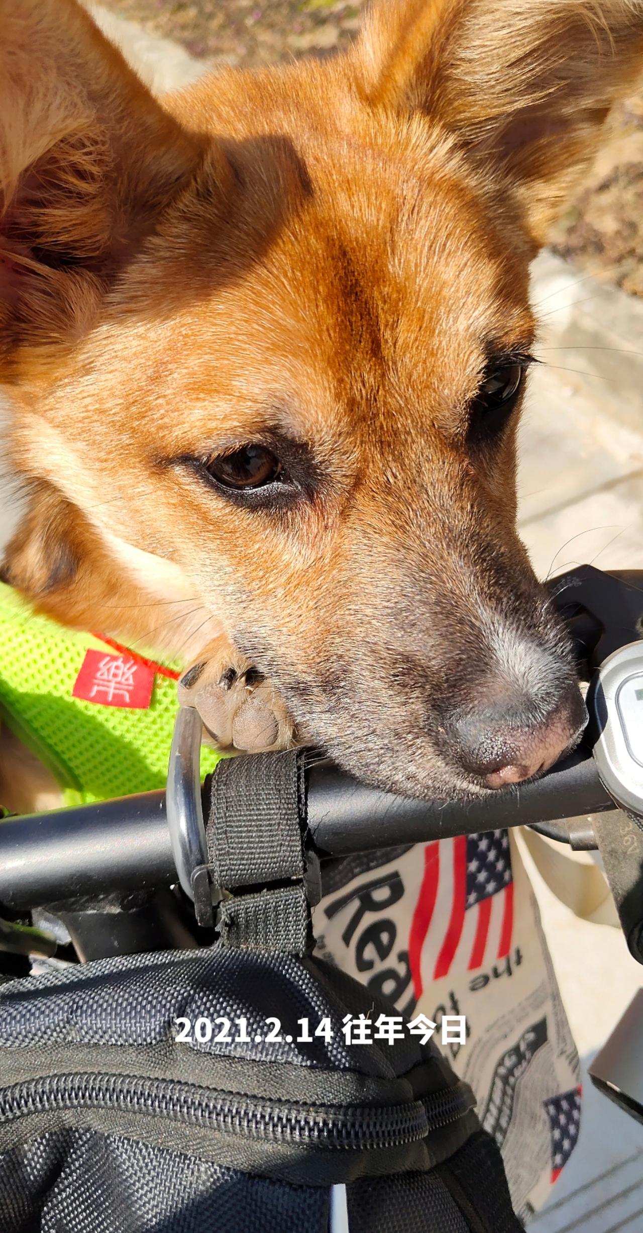 秀出你的神座驾 动物随手拍 原来小狗也喜欢兜风