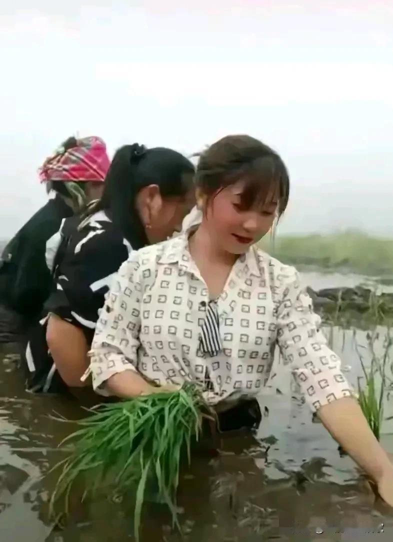最有教育意义的一组插秧的相片，
也是我见过最搞笑的插秧的相片，
有点基本常识的农