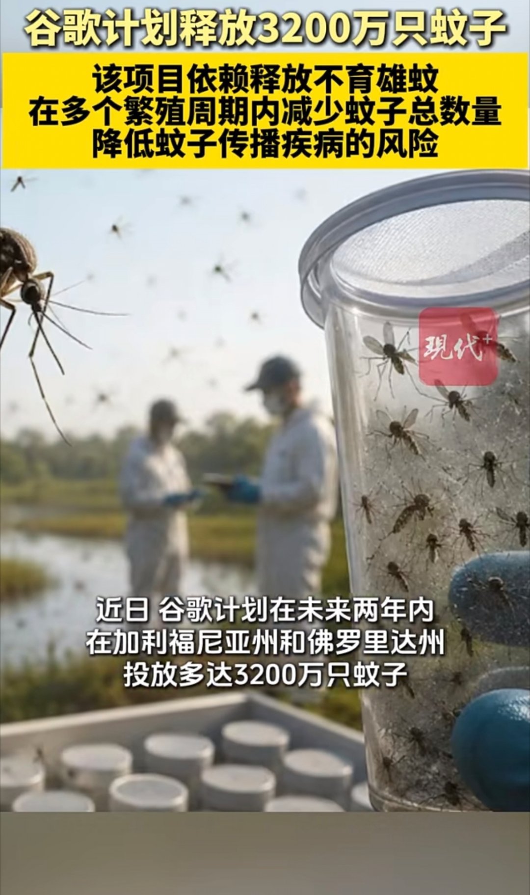 谷歌计划投放3200万只蚊子蚊子可以说是夏天最不想看到的一种生物。