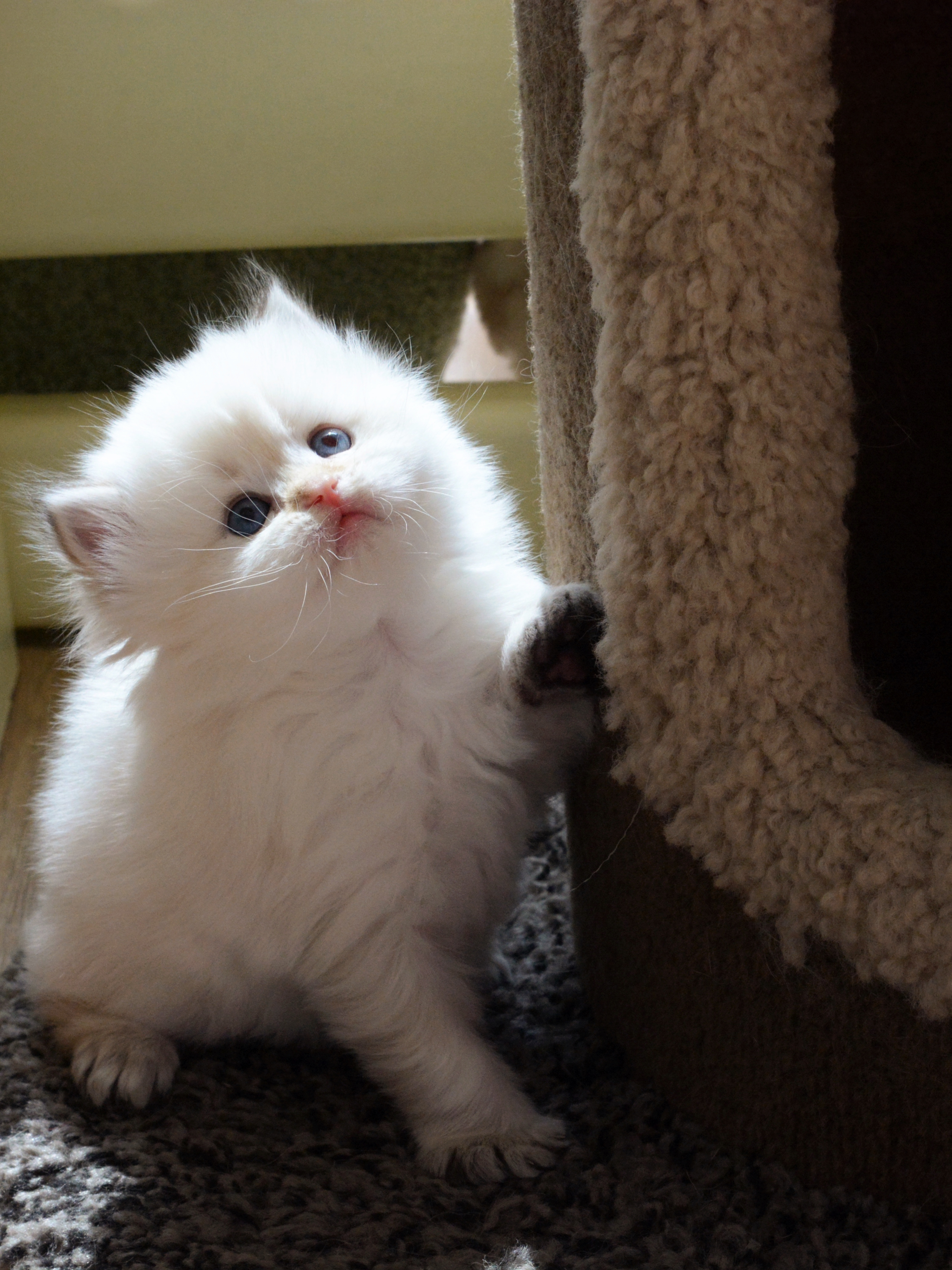 我每天这么努力发这些小可爱能不能少给我推一些负能量的文章啊[苦涩]#待售幼猫##