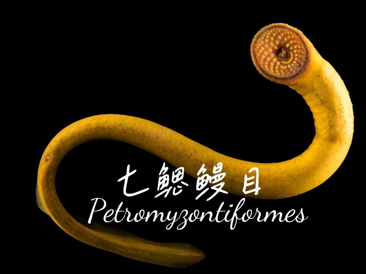 七鳃鳗是鳗鱼吗？
答案：不是。七鳃鳗甚至都不属于鱼类动物，最多算是鱼形动物。七鳃