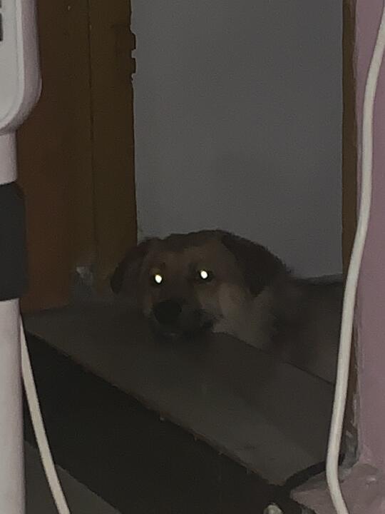 钛合金狗眼