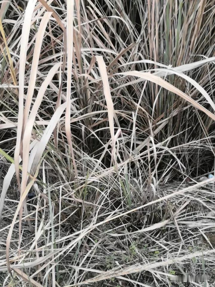 农村的野草有哪些是中草药农村扒毛花也是非常好看的，在边坡和山坡上都随处可见的这种