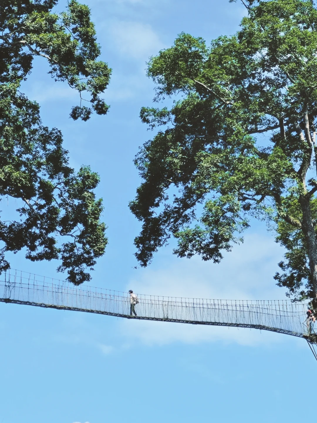 本地人带队！解锁版纳99%的人没见过的雨林