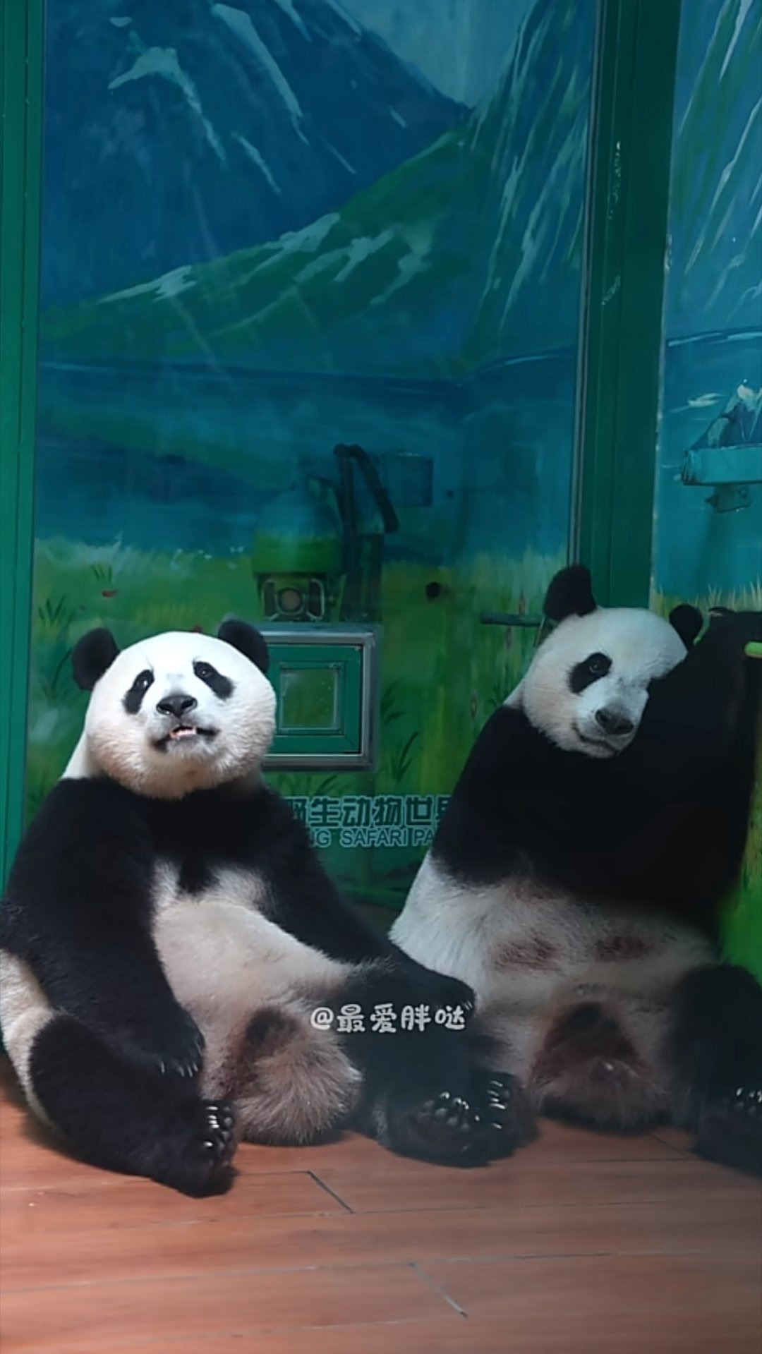 萌萌和妹猪岁月静好的日子～ 