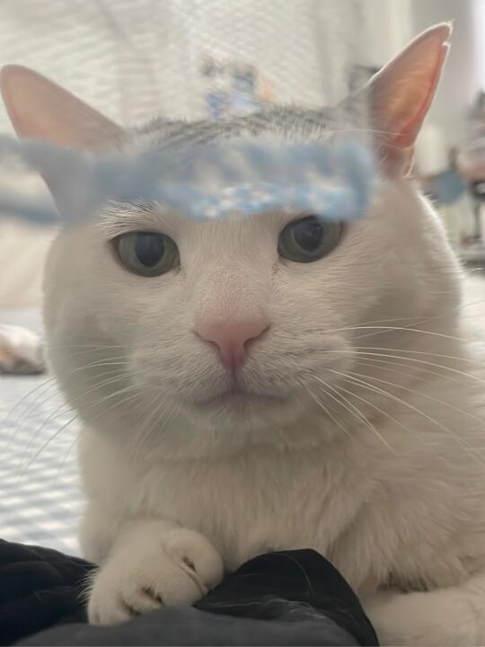 你好本蛋换新发型了请欣赏