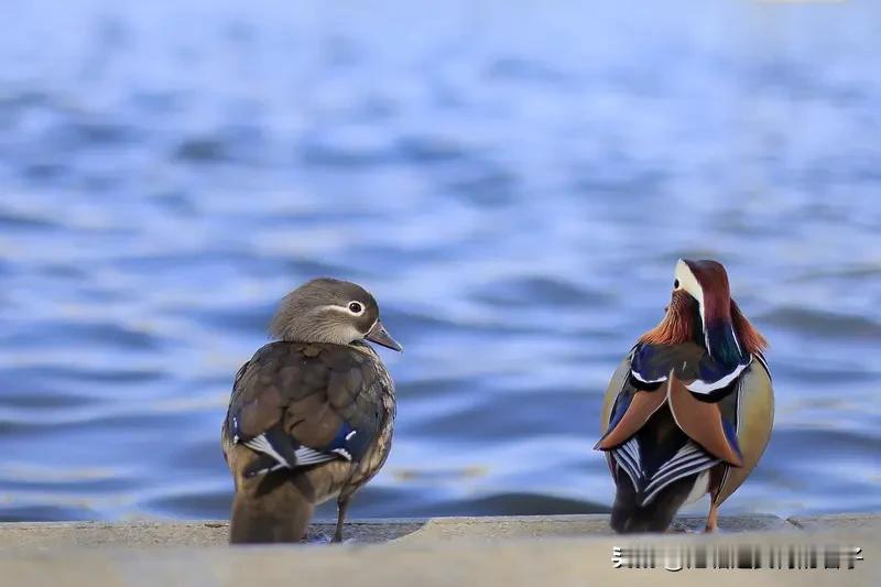 “白首齐眉，鸳鸯比翼”，这上联描绘出夫妻携手一生、恩爱的美好画面。我来对个下联“