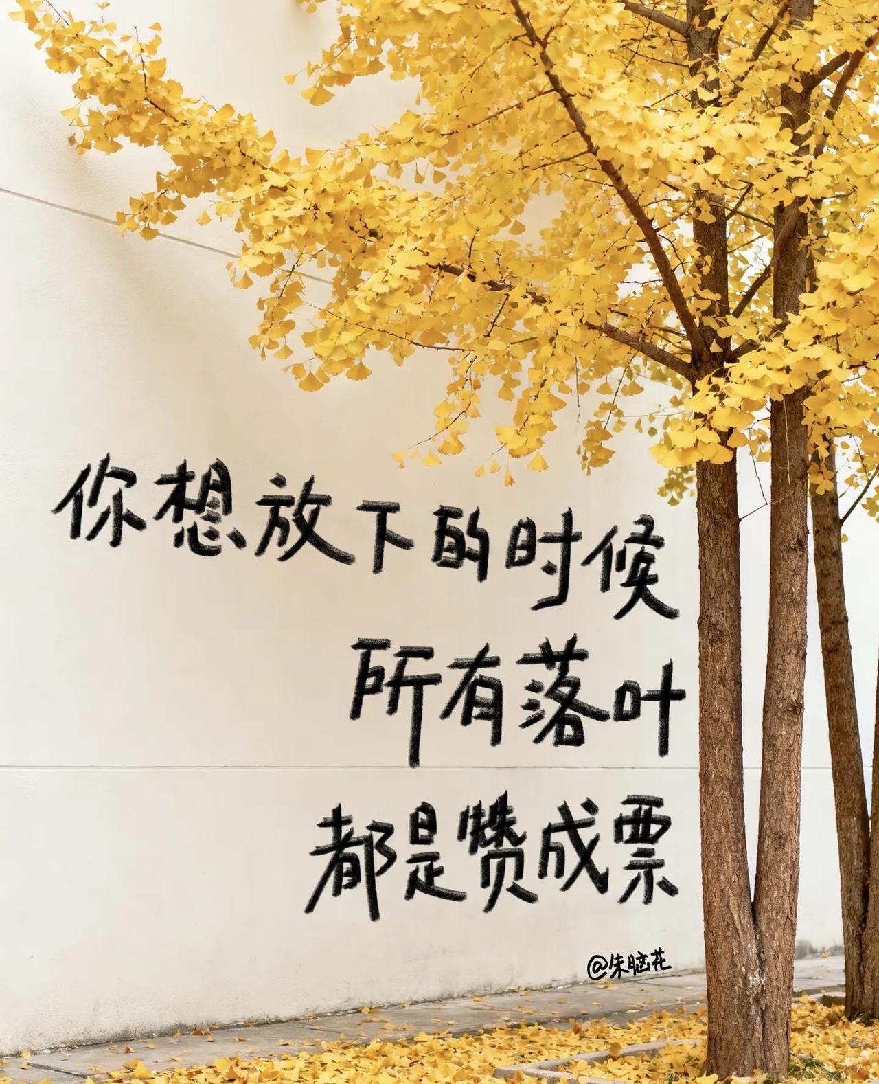 看完这些小诗，读懂金秋的含金量🍁
-
会泛黄的不只有旧照片
还有每一个灿烂的秋