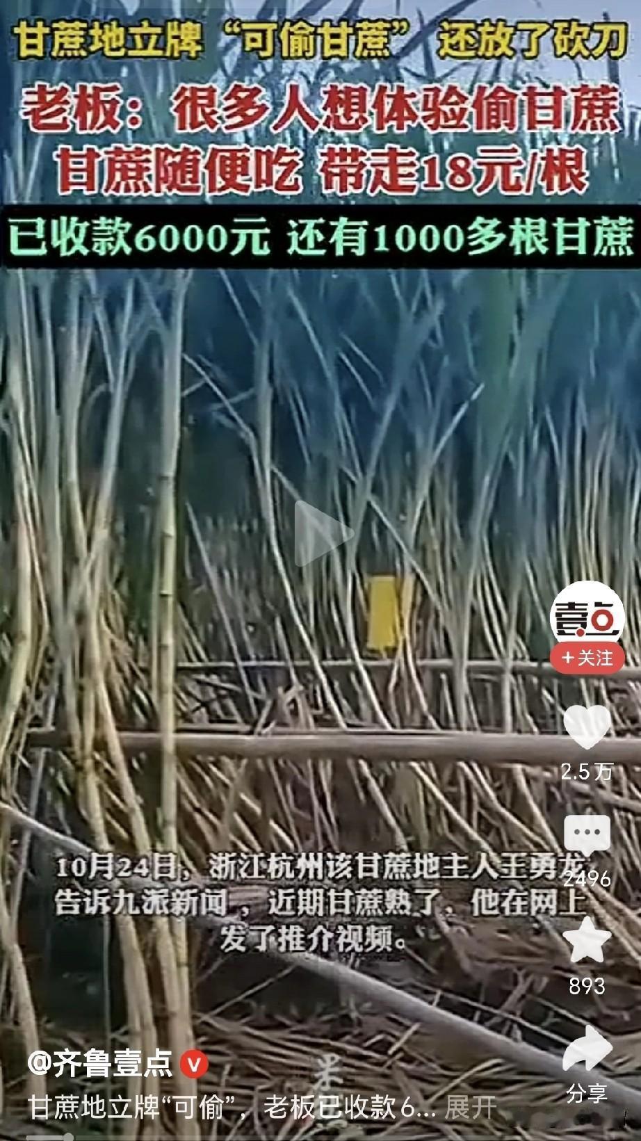 偷甘蔗吃是不是更甜？近日，杭州王勇龙甘蔗地的甘蔗成熟了，他发布了一段推介视频，视