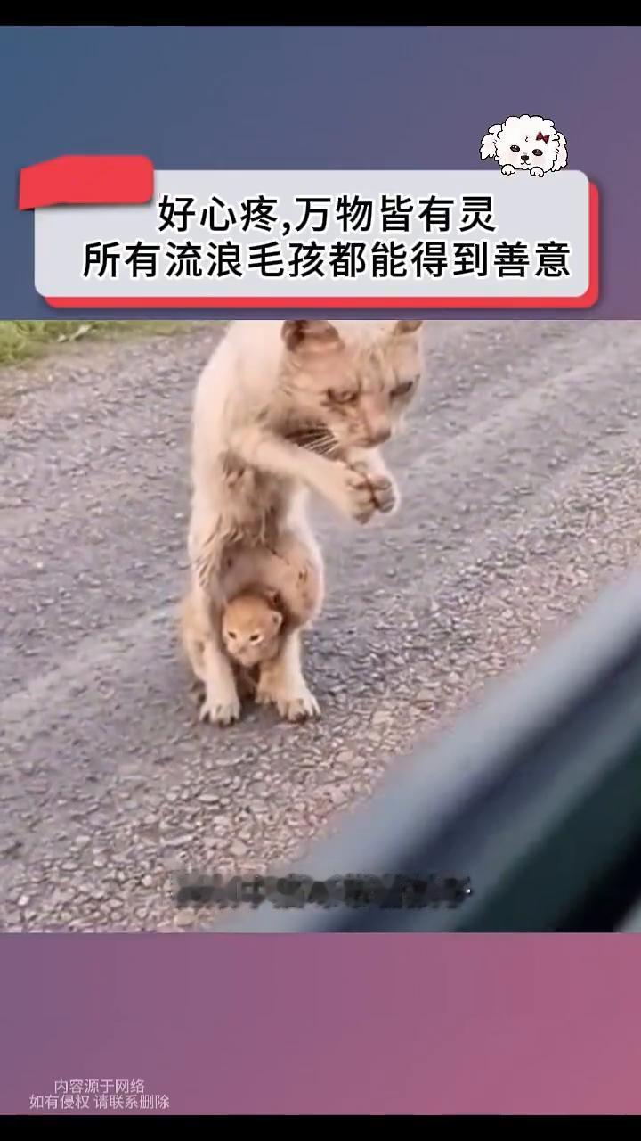 好心疼，万物皆有灵，所有流浪毛孩都能得到善意。
视频中猫咪带着孩子看到路边有一辆