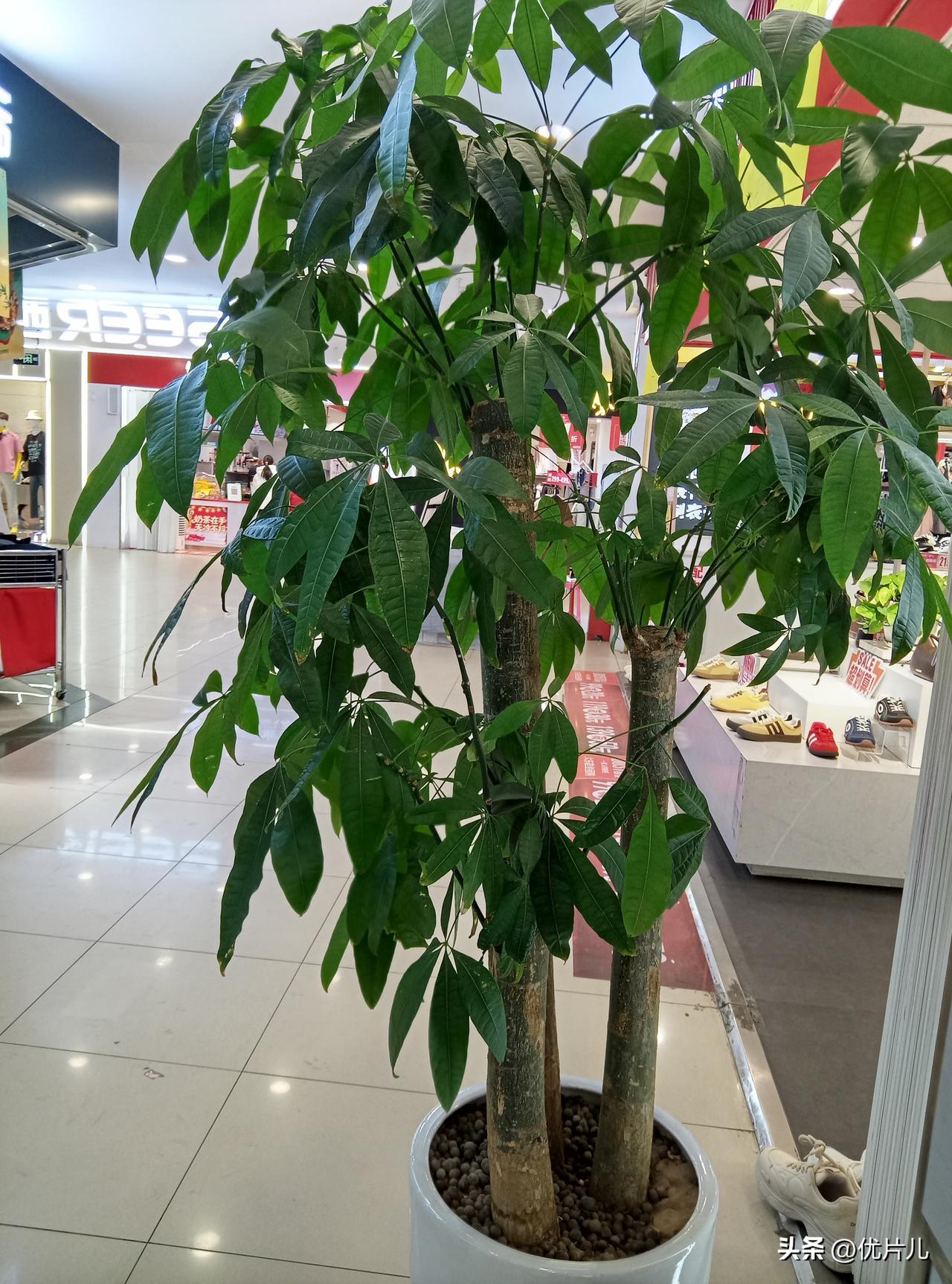 这株发财树静静舒展着绿意，把烟火人间的热闹，都酿成了温柔的生机。