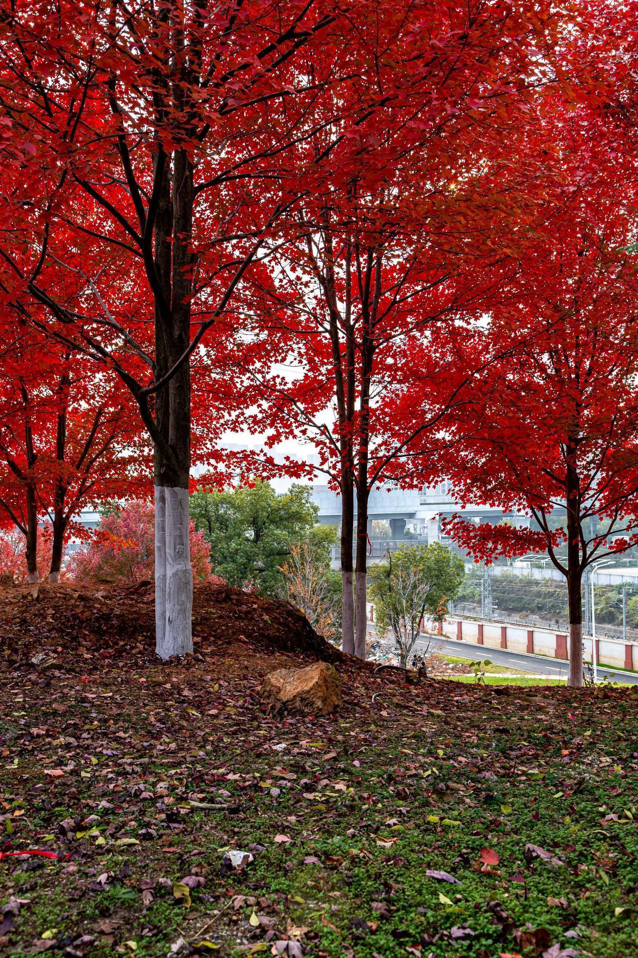 想去洪山感受武汉之美吗？那可太值得了！
秋冬时节，洪山有不少人少景美的打卡地。在