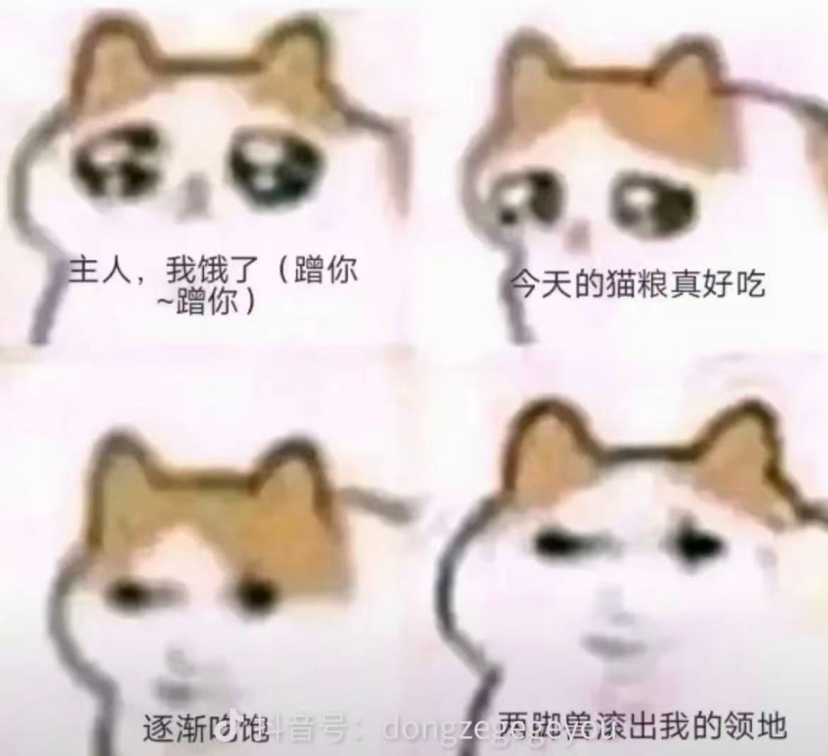 有些猫你只有抚养权没有抚摸权🤣👌 