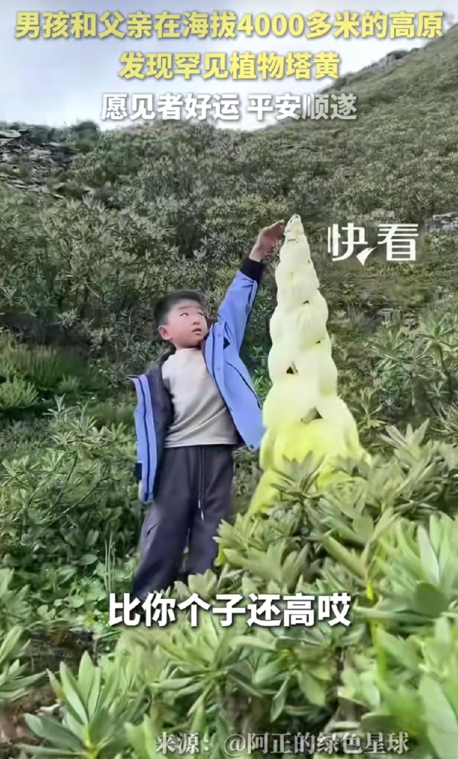 “太好运了！”西藏，小男孩和他父亲在海拔4300米高原上，突然发现一株罕见的植物
