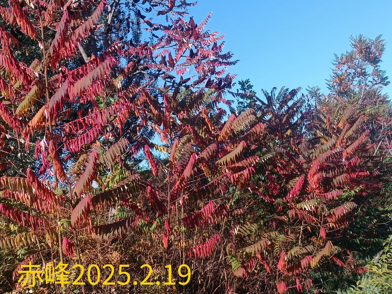 可以分享一张秋景树叶的照片吗路边拍，深秋的树叶。