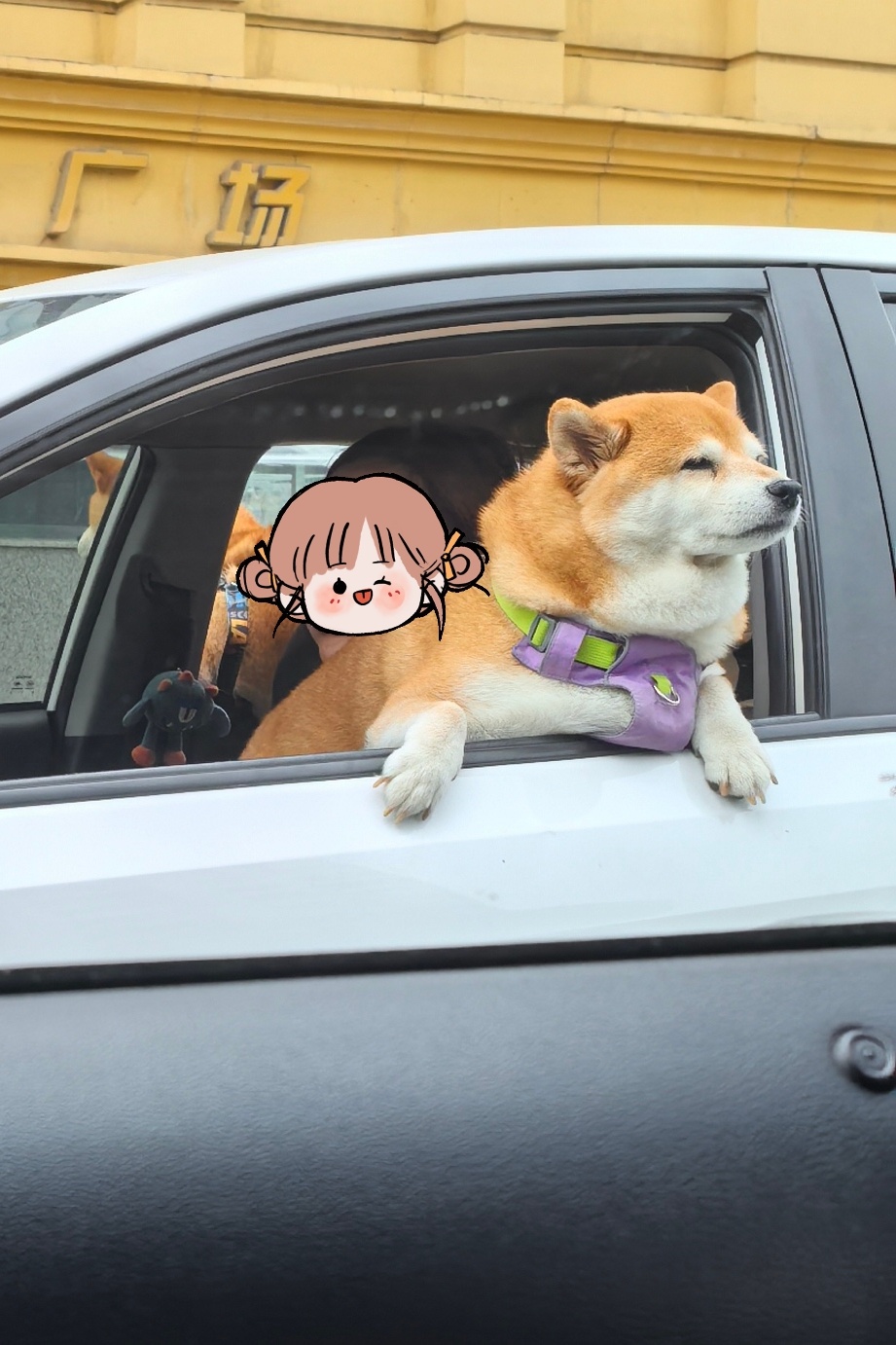 这大姐牛啊！抱着狗开车…