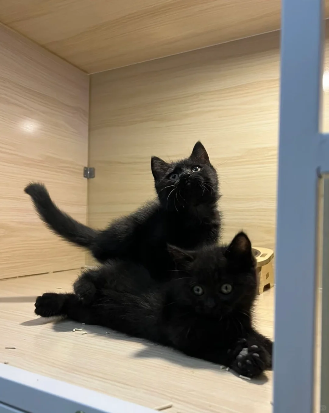 🇭🇰HK一窩純黑英短BB～價錢合適💛